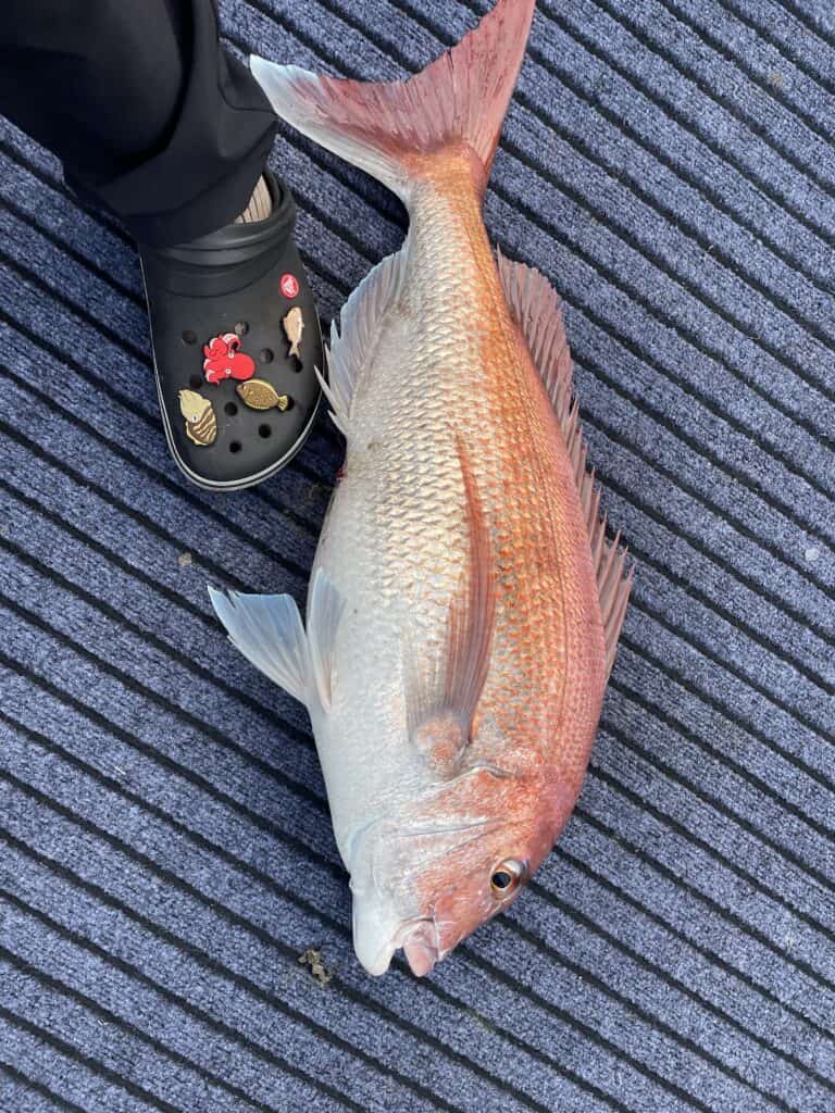 동생이 바다에서 낚시로 잡은 70cm 제철 참돔