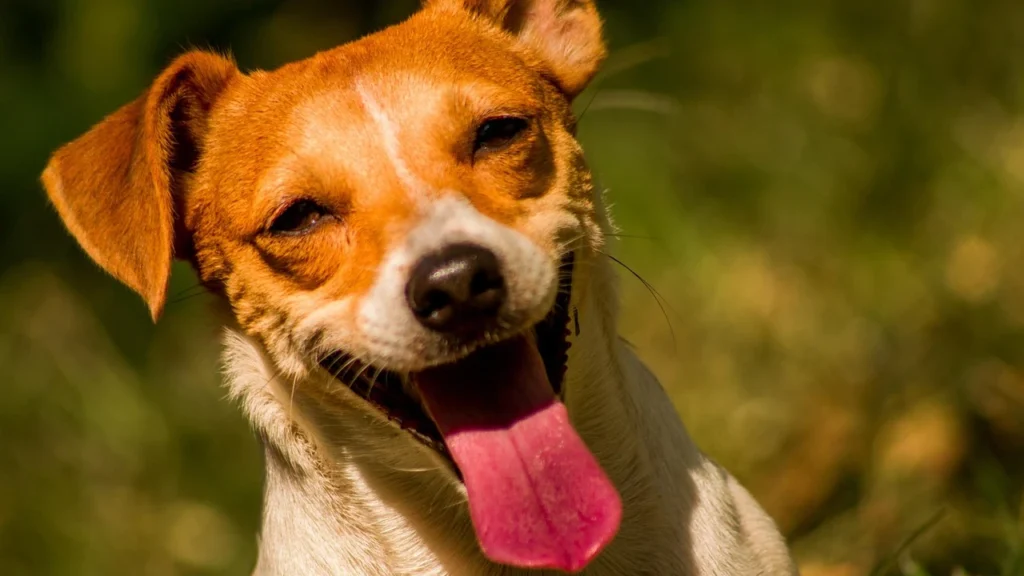 Jack Russell Terrier