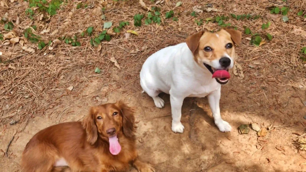 오월이와 말년이