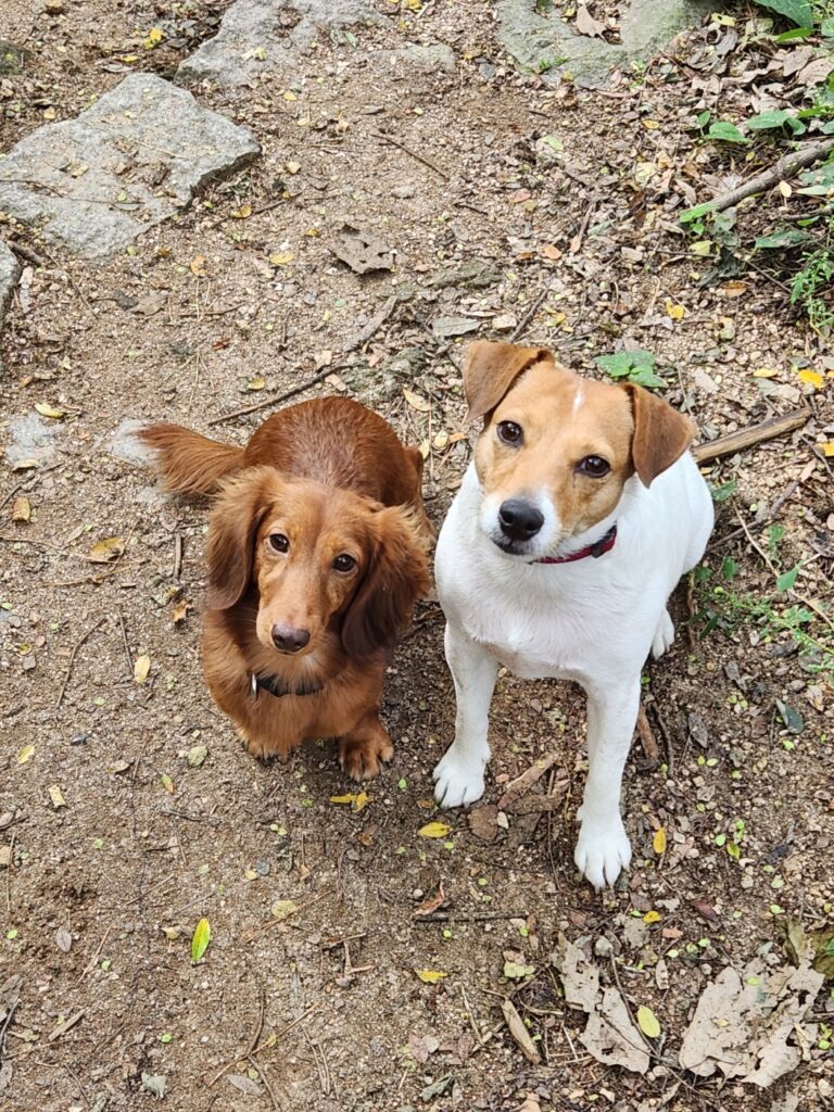 잭러셀테리어(Jack Russell Terrier) 오월이와 그녀의 동생 닥스훈트 말년이. 나의 개딸년들