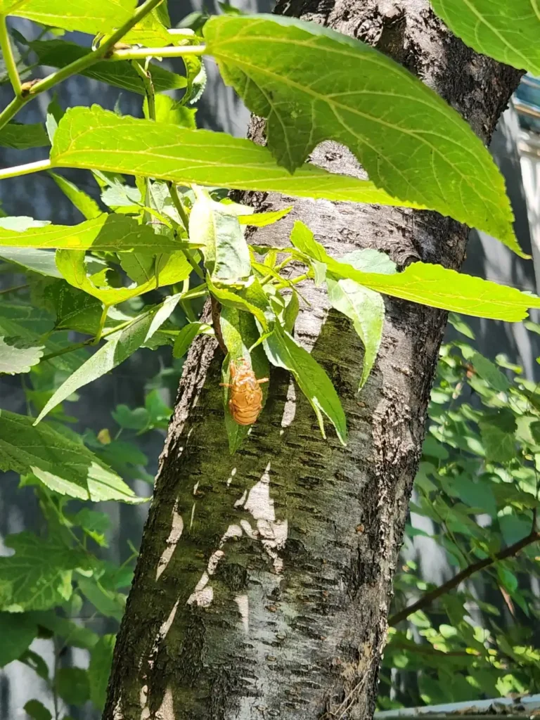 매미 탈피(cicada molting), 나뭇잎에 붙어 있는 매미 허물