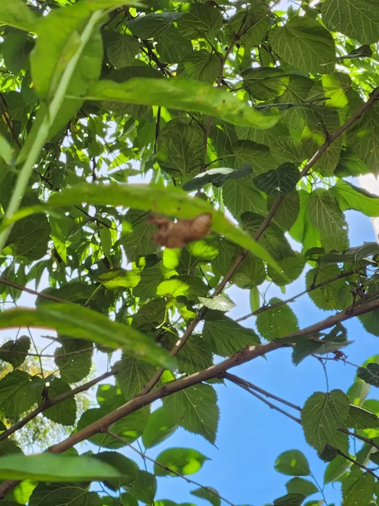 매미 탈피(cicada molting), 나뭇잎에 붙어 있는 매미 허물