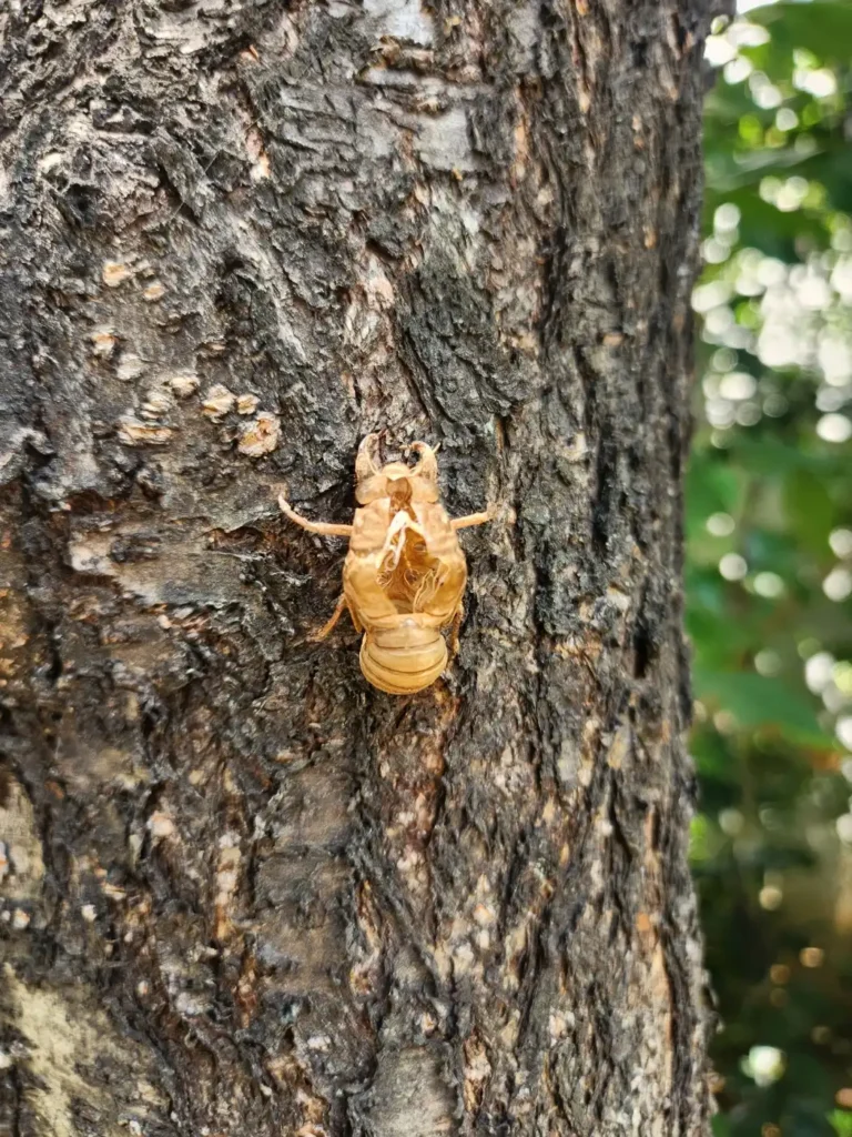 매미 탈피(cicada molting), 나무에 붙어 있는 매미 허물