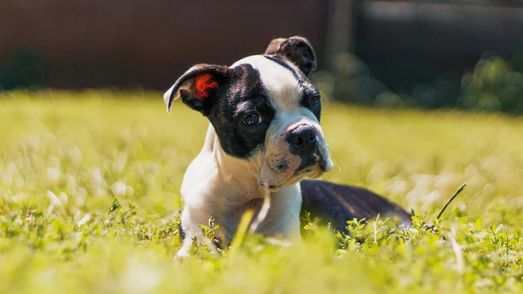 보스턴 테리어 강아지