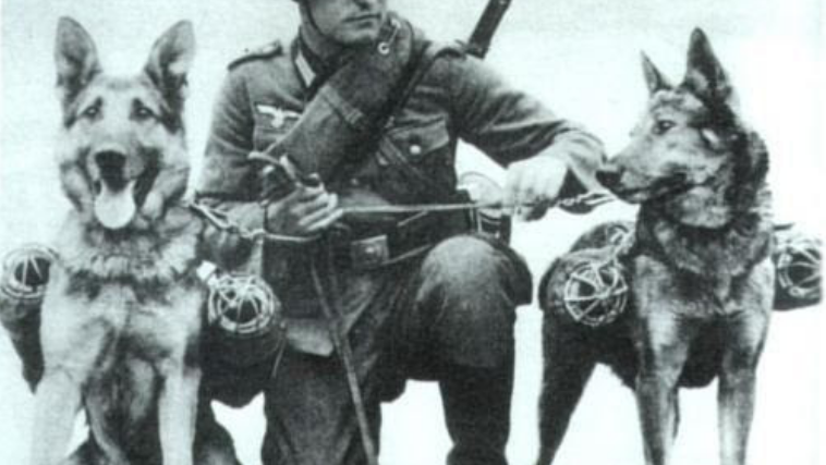 군견 저먼 셰퍼드