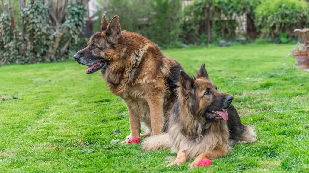 공놀이 하는 셰퍼드