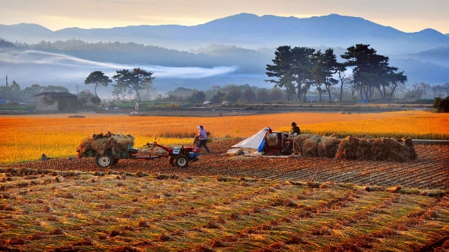 가을걷이(추수)