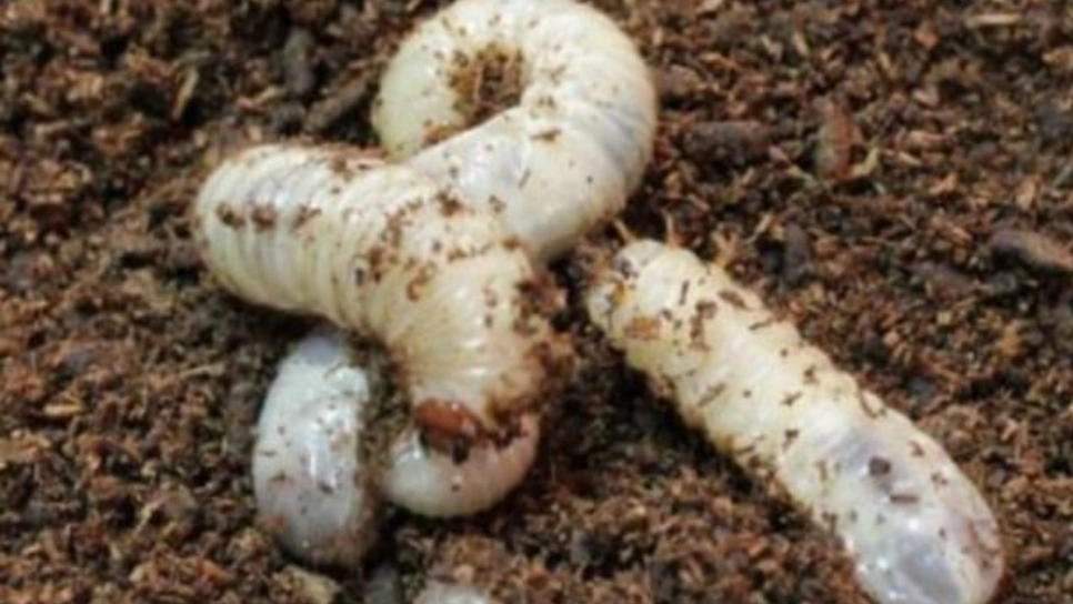 사슴벌레 유충, 굼벵이