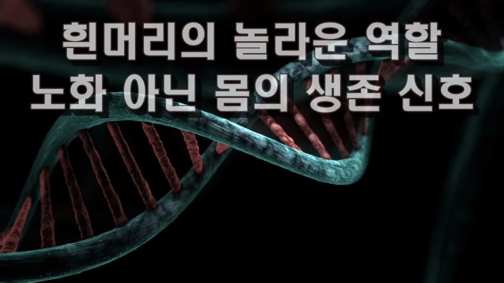 흰머리의 놀라운 역할