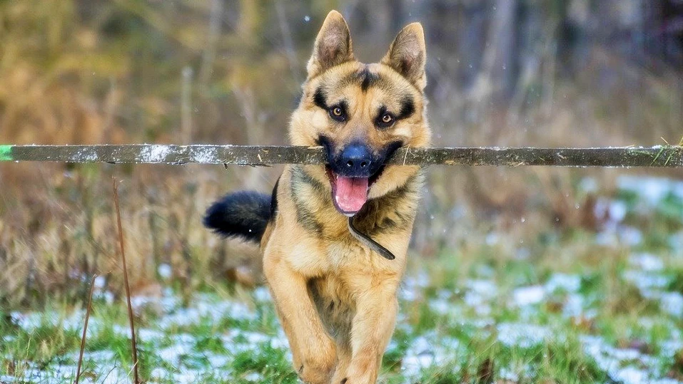 작업견 저먼 셰퍼드