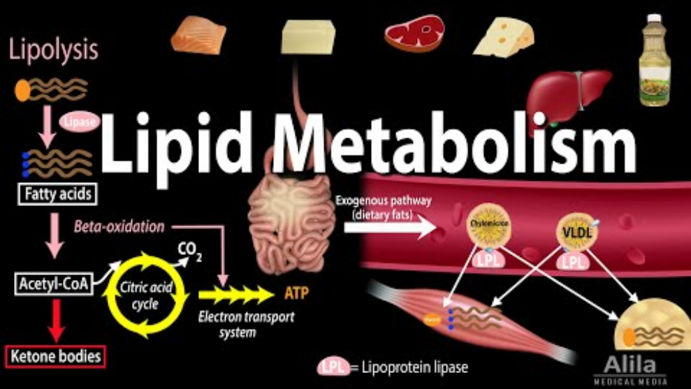 Lipid Metabolism